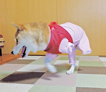 二本あしでも歩けます＝写真／sora