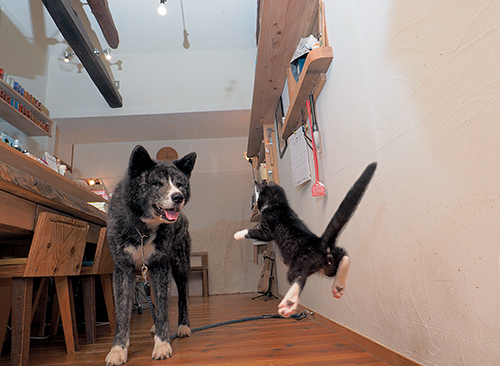 「はちわれ兄弟」から　(Ｃ)主婦と生活社／久方広之