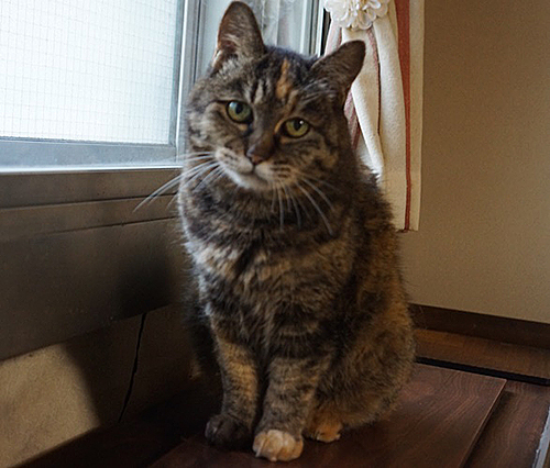 ミーコは繊細で表情豊か。お母さんの気持ちもわかっていたのかもしれません