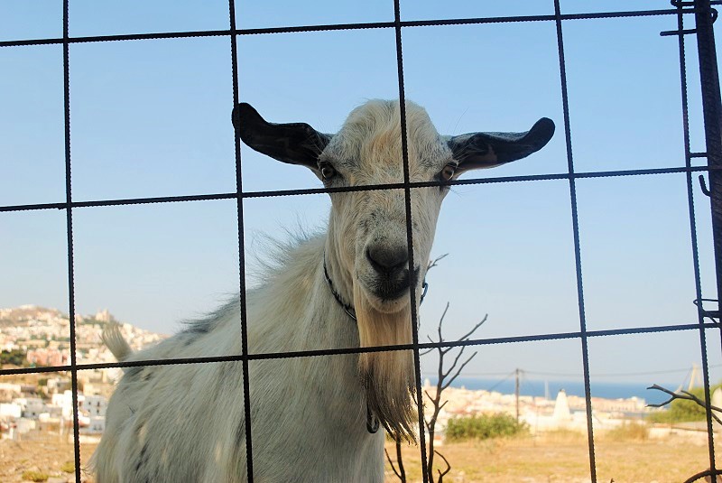 カルロ君ほどではないけれど、ご近所にヤギもいます。8頭ぐらい放し飼いになっていて、時々柵を越えてお散歩していたり…。柵の意味とは……？