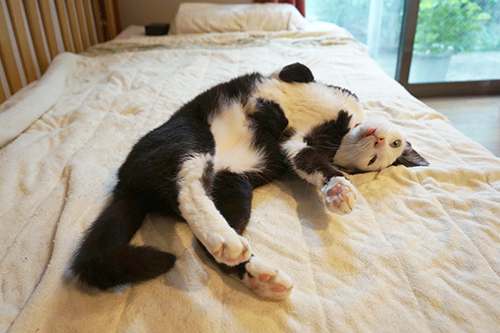 無警戒な「へそ天ポーズ」もするように。じつはお腹はけっこう白い