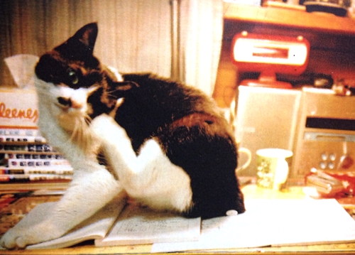 むぎは鼻の模様がチャームポイント（カイヌシゆうさく提供）