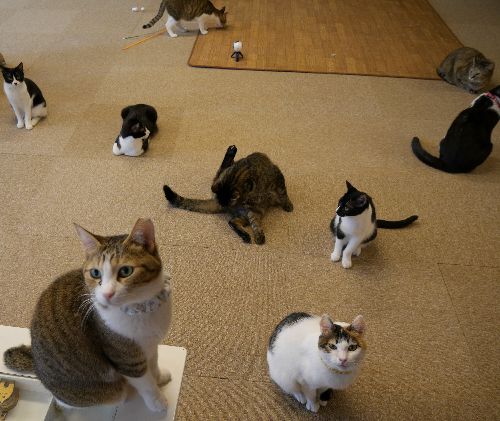 約１００平米のスペースで猫はくつろいでいる