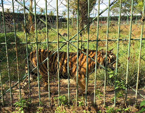 ラオス北西部の「黄金の三角地帯」にある牧場に入ると、野球場ほどの柵内に放たれたトラが近づいてきた。奥には小さなオリが並ぶ＝１月７日