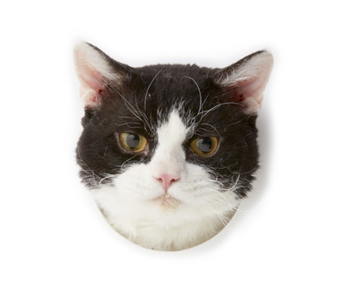 吾輩はこれで読心術を心得ている。