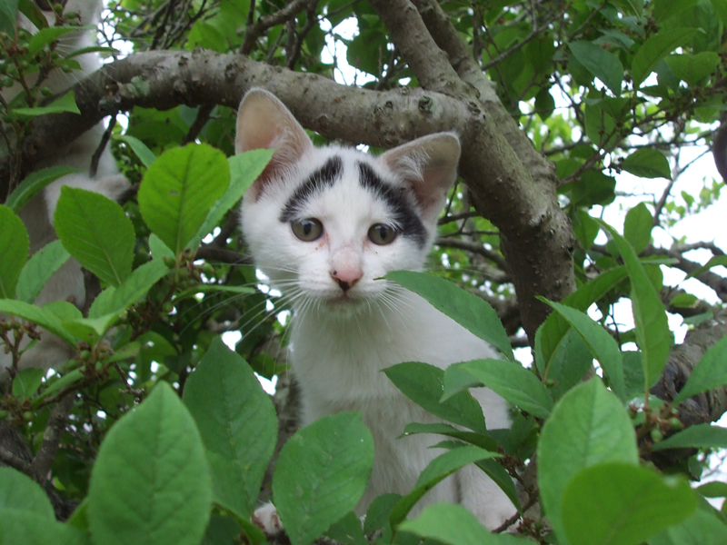 集英社みらい文庫提供