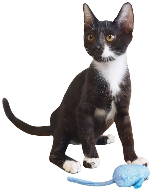 「ねこ検定ガイドBOOK」猫の暮らし（猫の気持ち）より