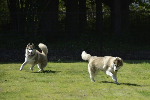 「大型犬を走らせたい」と赤間さんが昨年、手作りしたドッグラン　（太田康介撮影）