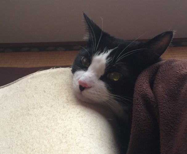 ベッドで枕を顎に乗せて　「はあ～、今日もりすお兄ぃの夢をみよっと」