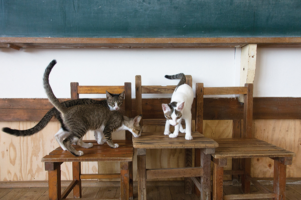 昔は子どもたちの学びの場だったが、今や猫たちの遊び場に