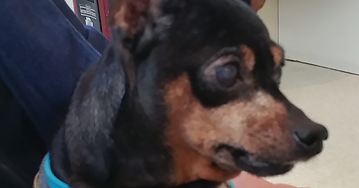 両目が見えなくなるかも よろけながら歩く愛犬に起きた変化 犬 猫との幸せな暮らしのためのペット情報サイト Sippo