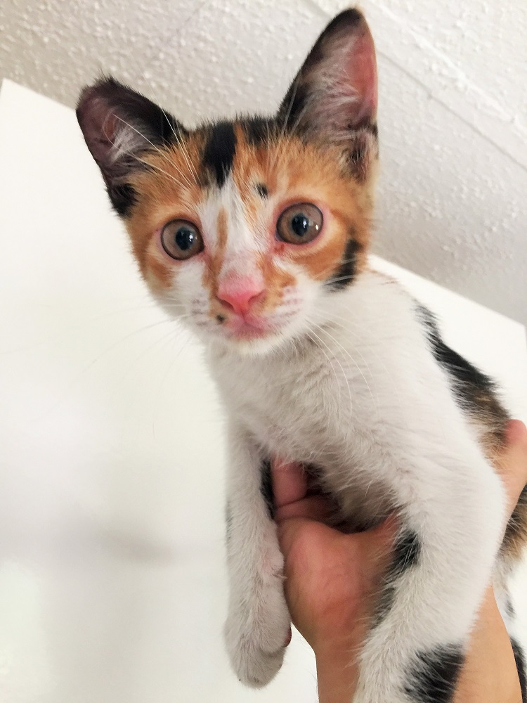 たくさんの猫に囲まれて、ちょっと緊張気味