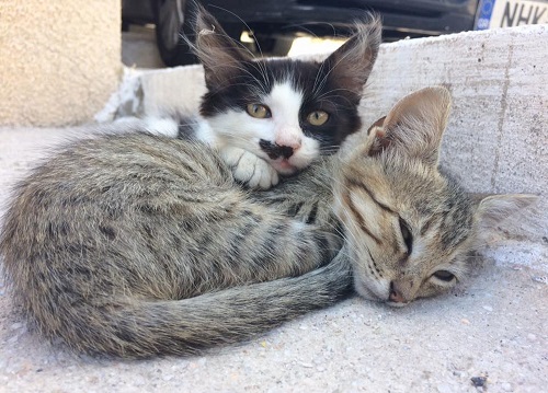 茶トラちゃんは僕のですぅー