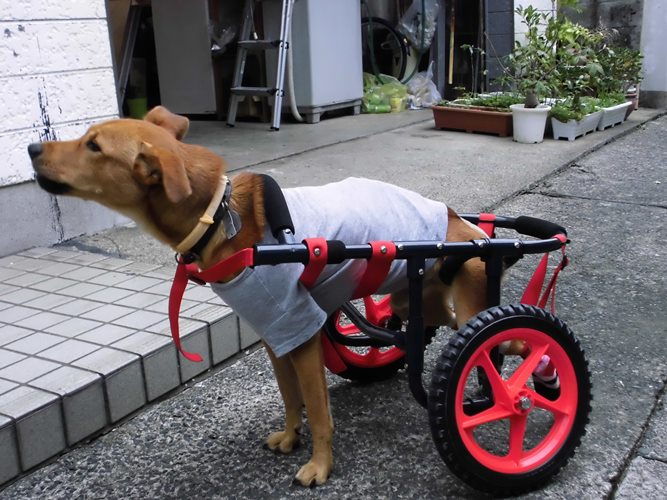 車いすが到着した日に、初めての装着（撮影＝島田須尚）