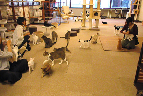 店内は約30匹の猫がいます