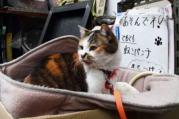 「あそんでネ！ でもでも猫パンチ気を付けてね」。うっかり夢中で遊んでしまう、ミー