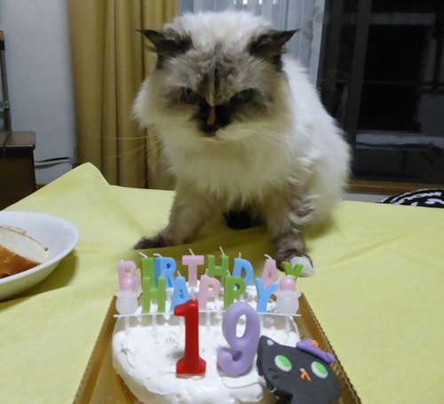 昨年１０月、１９回目の誕生会。ケーキは、アイちゃんの大好物のクリームチーズで、田中さんが手作りした。これが最後の誕生会となった＝田中さん撮影