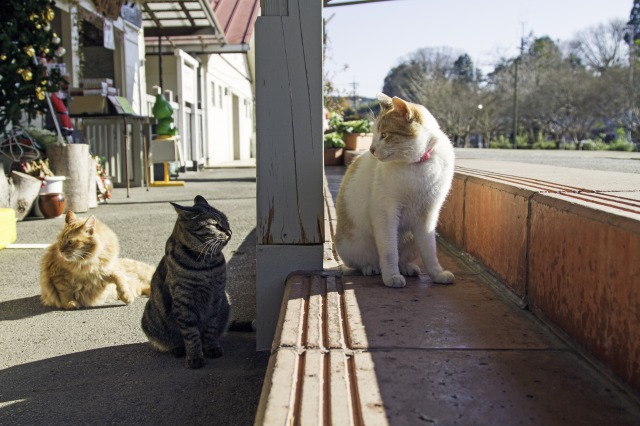 「駅猫Diary」より＝洋泉社提供