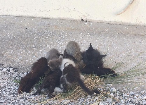 お母さんのミルクをもらったり…