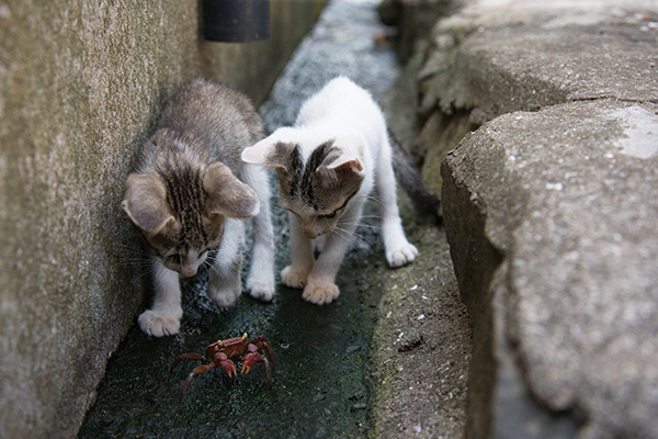 島には猫たちの旺盛な 好奇心を満たす遊び道具がいっぱい