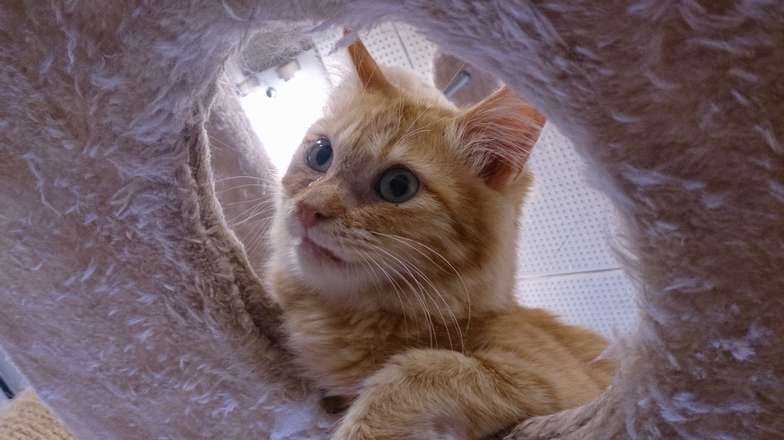 「穴から猫が手を出しているのが良いですね」（荻窪さん講評）