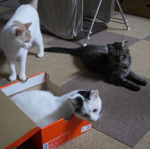 ナイキの箱が気にいってるサクラ「箱入り娘なので」