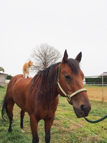 「ネコ助」は乗馬が得意（辰巳出版 / 佐竹茉莉子)