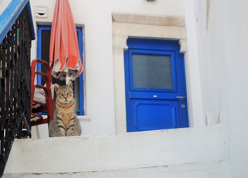 ずっと不思議そうな顔をしてこちらを見ていたけれど、このあと階段を下りてきてくれました（ホラ）