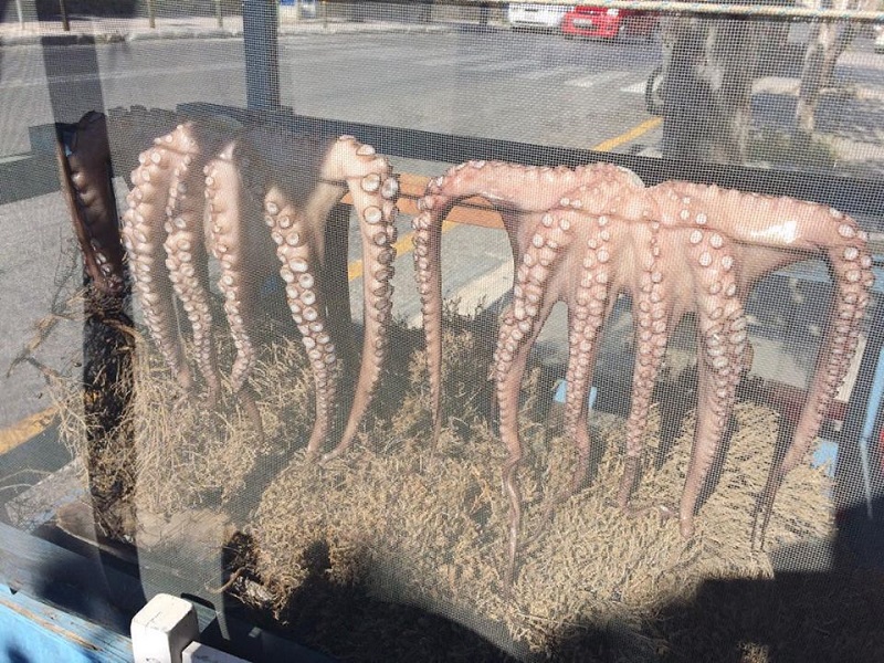 小道を降りて行った先にある、タヴァーンの前の植え込み。実は歩行者通路上にあるのですが、いつもタコが干してあって、ハエよけのネットまで（笑)