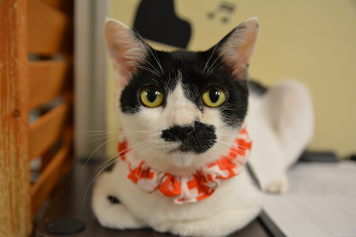 「みんなも遊びにきてね」といってます