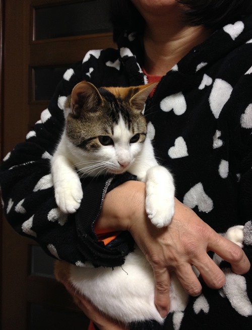 ロッシ―と違い、抱っこが大好き