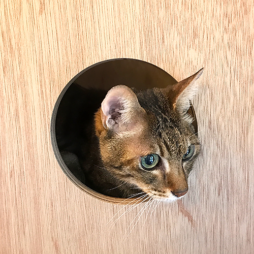 珍しく店内にいたときの「三郎」（安村さん提供）