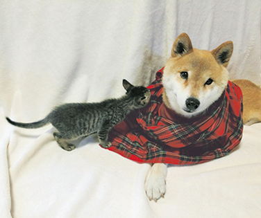 やんちゃな保護猫ちゃんと一緒＝写真／sora