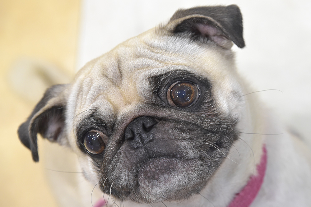 「ん？なになに？」と、首をかしげるポーズがキュート