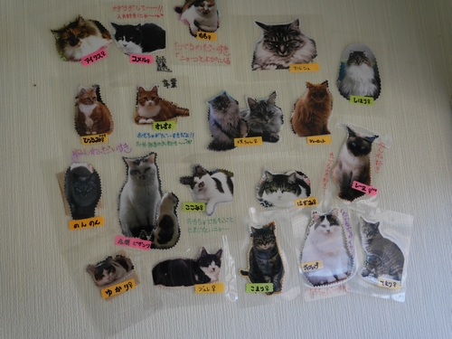 壁に猫の写真と名前が貼ってある（一部）