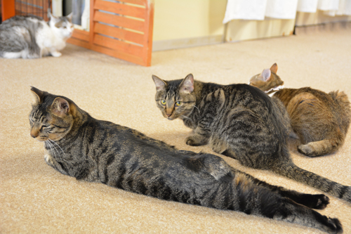 こんなに伸びるんだぜ