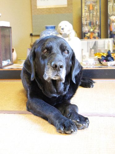 顔のまわりが白くなりました