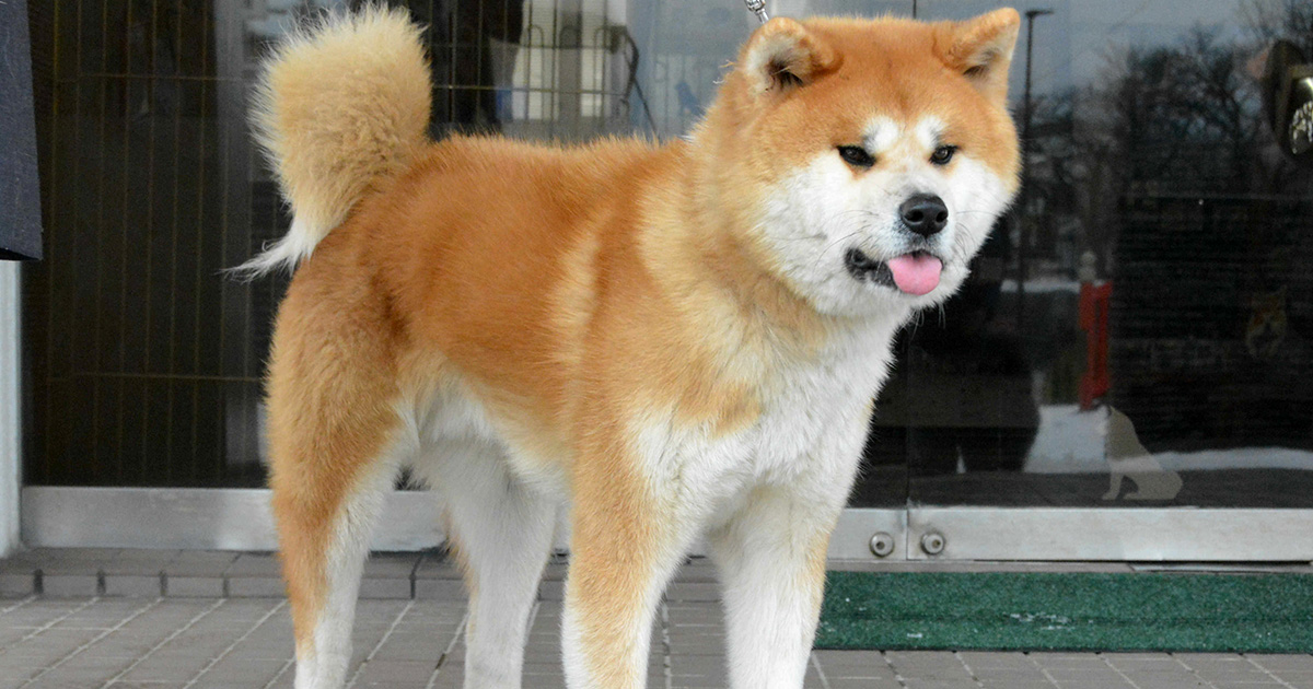 壇蜜さんが思わず「もふもふ」したくなる「秋田犬」の魅力 | 「犬や猫