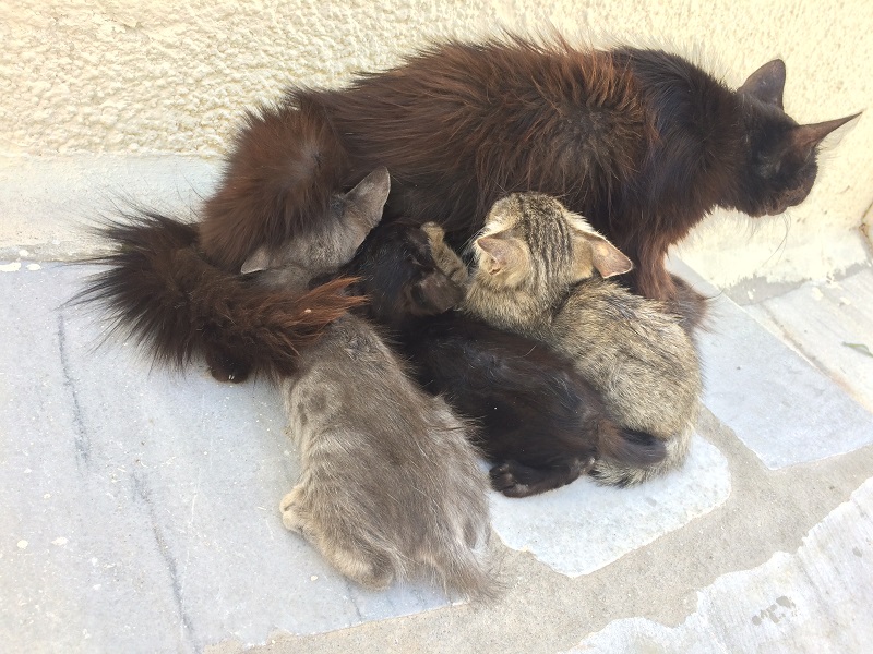 移動の途中で仔猫たちの食欲に負け、立ち止まるお母さん