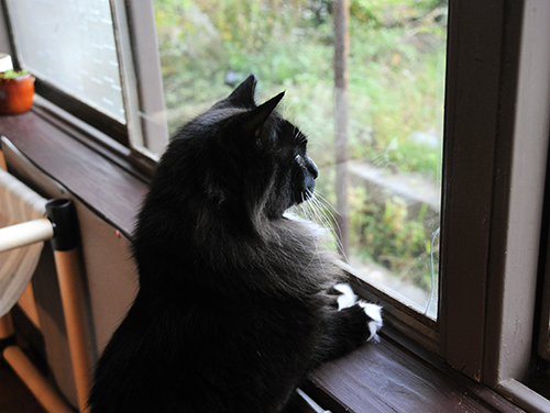 「彼女」のメス猫をじっと見つめるごるご