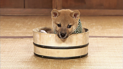 ６代目豆助（２０１０年１０月～１１年３月）＝テレビ大阪提供