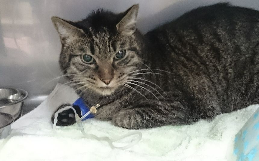 昨年アクシデントで入院したダイスケ