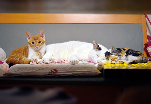 子育てが得意だった　扶桑社/(C)太田康介