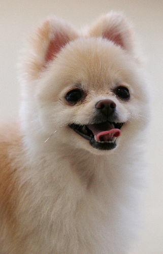 ポメラニアン＝竹谷俊之撮影 