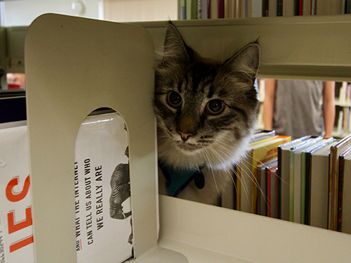 図書館で活躍するセラピー猫タイ