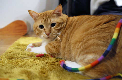 ぐっぴーが大好きな紐