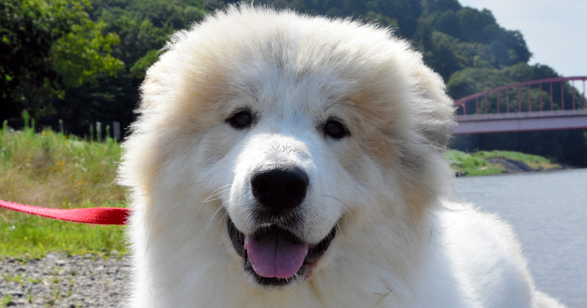 初めのての犬かきに成功 ふわふわ綿毛のココロ 犬 猫との幸せな暮らしのためのペット情報サイト Sippo