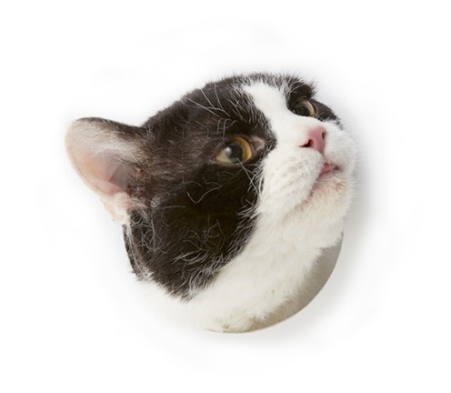 一生懸命に怒り、泣くときは絶体絶命に泣く。