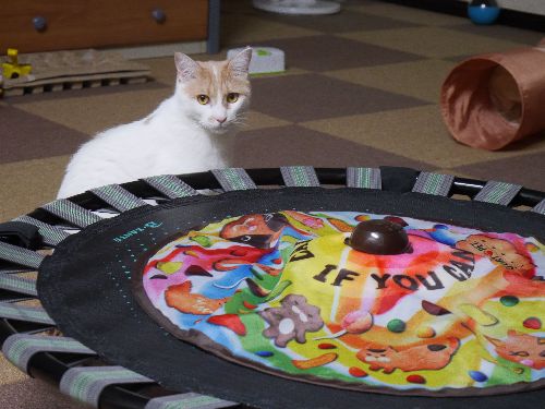 ネチネチなめるのが「やめられにゃい」ためネチオに改名