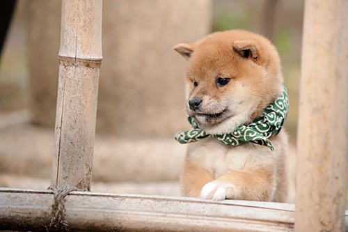 純和風な犬 柴犬 豆助 番組とともに愛され20代目 犬 猫との幸せな暮らしのためのペット情報サイト Sippo 純和風な犬 柴犬 豆助 番組とともに愛され20代目 犬 猫との幸せな暮らしのためのペット情報サイト Sippo